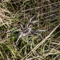 Tasmanicosa godeffroyi at Mount Clear, ACT - 29 Mar 2022