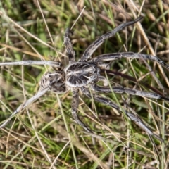 Tasmanicosa godeffroyi at Mount Clear, ACT - 29 Mar 2022 01:33 PM