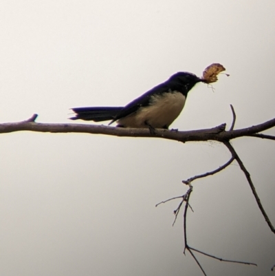 Rhipidura leucophrys (Willie Wagtail) at Killawarra, VIC - 2 Apr 2022 by Darcy