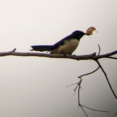 Rhipidura leucophrys (Willie Wagtail) at Warby-Ovens National Park - 1 Apr 2022 by Darcy