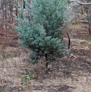 Callitris glaucophylla at Killawarra, VIC - 2 Apr 2022