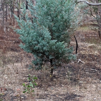 Callitris glaucophylla (White Cypress Pine) at Killawarra, VIC - 1 Apr 2022 by Darcy