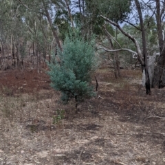 Callitris glaucophylla at Killawarra, VIC - 2 Apr 2022