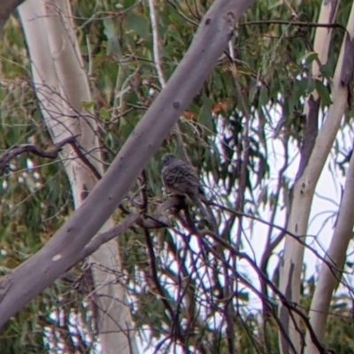 Geopelia placida (Peaceful Dove) at Warby-Ovens National Park - 1 Apr 2022 by Darcy