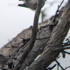 Rhipidura albiscapa (Grey Fantail) at Warby-Ovens National Park - 1 Apr 2022 by Darcy