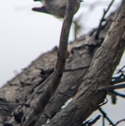 Rhipidura albiscapa (Grey Fantail) at Warby-Ovens National Park - 2 Apr 2022 by Darcy