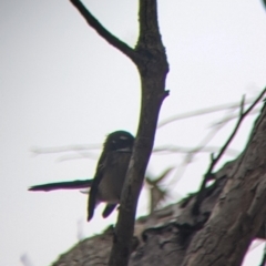 Rhipidura albiscapa at Killawarra, VIC - 2 Apr 2022 08:54 AM
