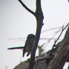 Rhipidura albiscapa at Killawarra, VIC - 2 Apr 2022