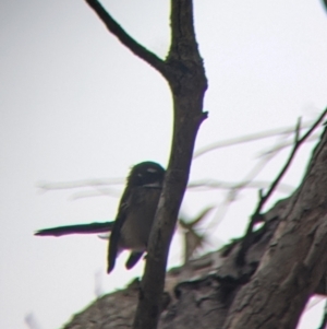 Rhipidura albiscapa at Killawarra, VIC - 2 Apr 2022 08:54 AM