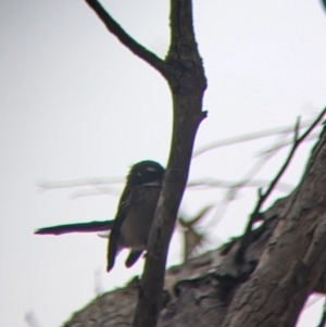 Rhipidura albiscapa at Killawarra, VIC - 2 Apr 2022