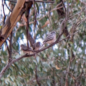 Geopelia placida at Boweya North, VIC - 2 Apr 2022