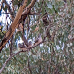 Geopelia placida at Boweya North, VIC - 2 Apr 2022 09:45 AM