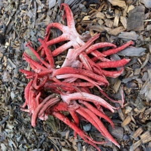 Clathrus archeri at Bowral, NSW - 2 Apr 2022