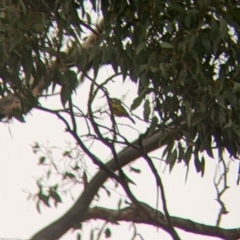 Falcunculus frontatus (Eastern Shrike-tit) at Warby-Ovens National Park - 1 Apr 2022 by Darcy