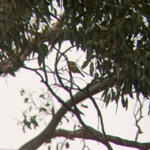 Falcunculus frontatus at Boweya North, VIC - 2 Apr 2022