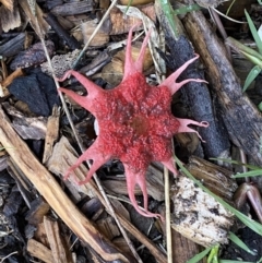 Aseroe rubra (Anemone Stinkhorn) at Bowral - 1 Apr 2022 by JanetMW