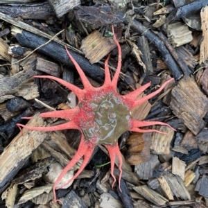 Aseroe rubra at Bowral, NSW - 2 Apr 2022 09:04 AM