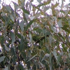 Parvipsitta pusilla (Little Lorikeet) at Warby-Ovens National Park - 1 Apr 2022 by Darcy