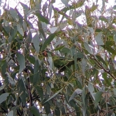 Parvipsitta pusilla (Little Lorikeet) at Warby-Ovens National Park - 2 Apr 2022 by Darcy