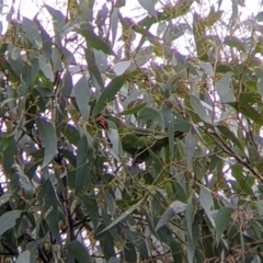 Parvipsitta pusilla (Little Lorikeet) at Boweya North, VIC - 2 Apr 2022 by Darcy