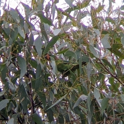 Parvipsitta pusilla (Little Lorikeet) at Warby-Ovens National Park - 1 Apr 2022 by Darcy
