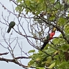 Alisterus scapularis (Australian King-Parrot) at Wingecarribee Local Government Area - 1 Apr 2022 by JanetMW