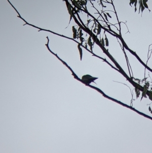 Artamus cyanopterus at Boweya North, VIC - 2 Apr 2022 10:05 AM