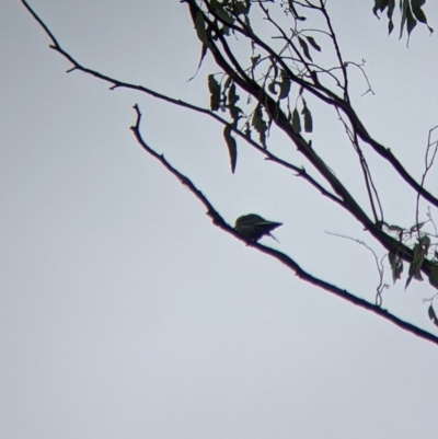 Artamus cyanopterus (Dusky Woodswallow) at Warby-Ovens National Park - 1 Apr 2022 by Darcy