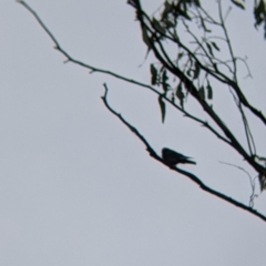 Artamus cyanopterus at Boweya North, VIC - 2 Apr 2022 10:05 AM