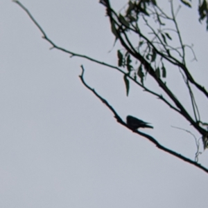 Artamus cyanopterus at Boweya North, VIC - 2 Apr 2022