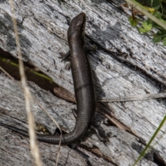 Pseudemoia entrecasteauxii (Woodland Tussock-skink) at Namadgi National Park - 29 Mar 2022 by SWishart