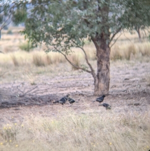 Corcorax melanorhamphos at Winton North, VIC - 2 Apr 2022