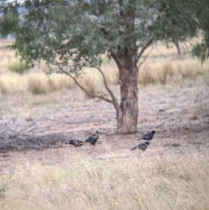 Corcorax melanorhamphos at Winton North, VIC - 2 Apr 2022