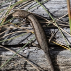 Pseudemoia entrecasteauxii (Woodland Tussock-skink) at Namadgi National Park - 29 Mar 2022 by SWishart