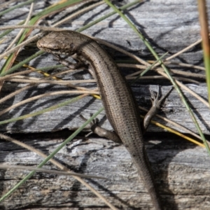 Pseudemoia entrecasteauxii at Mount Clear, ACT - 29 Mar 2022