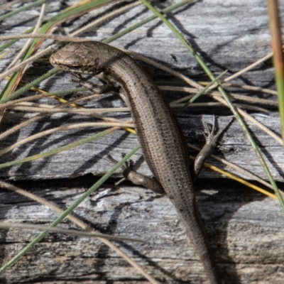 Pseudemoia entrecasteauxii (Woodland Tussock-skink) at Mount Clear, ACT - 29 Mar 2022 by SWishart