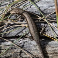Pseudemoia entrecasteauxii (Woodland Tussock-skink) at Mount Clear, ACT - 29 Mar 2022 by SWishart