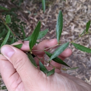 Acacia verniciflua at Winton North, VIC - 2 Apr 2022