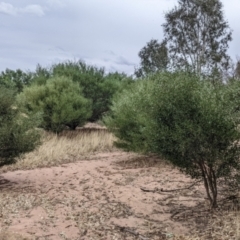 Acacia verniciflua at Winton North, VIC - 2 Apr 2022