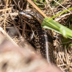 Eulamprus tympanum (Southern Water Skink) at Namadgi National Park - 29 Mar 2022 by SWishart