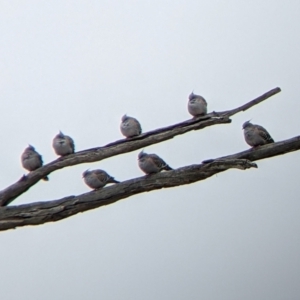 Ocyphaps lophotes at Winton North, VIC - 2 Apr 2022 12:21 PM