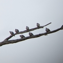 Ocyphaps lophotes at Winton North, VIC - 2 Apr 2022 12:21 PM