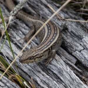 Liopholis whitii at Mount Clear, ACT - 29 Mar 2022