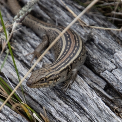 Liopholis whitii (White's Skink) at Namadgi National Park - 29 Mar 2022 by SWishart