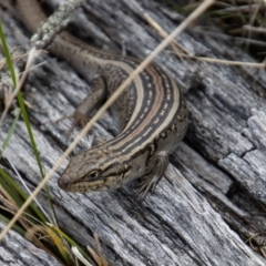 Liopholis whitii (White's Skink) at Mount Clear, ACT - 29 Mar 2022 by SWishart