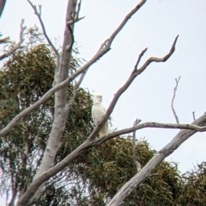 Cacatua galerita at Winton North, VIC - 2 Apr 2022 12:32 PM