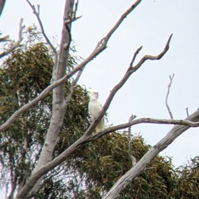 Cacatua galerita (Sulphur-crested Cockatoo) at Winton Wetlands - 2 Apr 2022 by Darcy