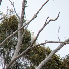 Cacatua galerita (Sulphur-crested Cockatoo) at Winton North, VIC - 2 Apr 2022 by Darcy