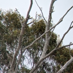 Cacatua galerita at Winton North, VIC - 2 Apr 2022 12:32 PM