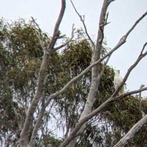 Cacatua galerita at Winton North, VIC - 2 Apr 2022 12:32 PM